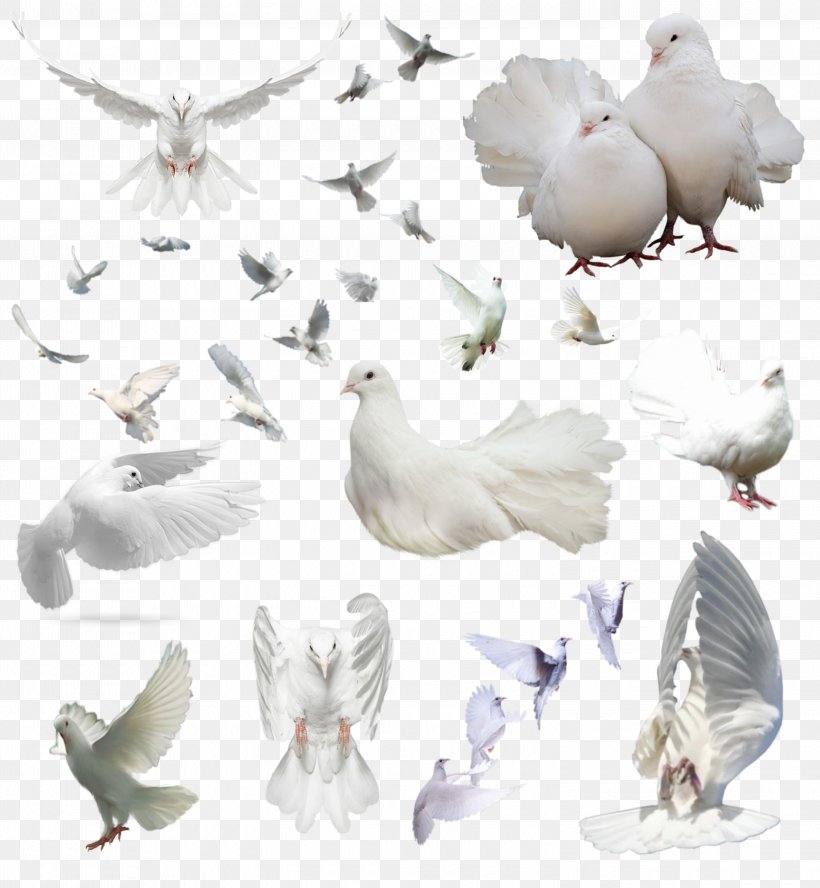 Columbidae Bird Rock Dove Flight, PNG, 3000x3250px, Columbidae, Animal Figure, Beak, Bird, Chicken Download Free