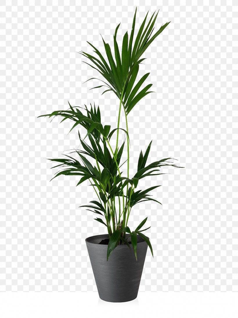 Guitar Plants Palm Trees Display Case Vase, PNG, 1200x1600px, Guitar, Arecales, Bass Guitar, Display Case, Eva Solo Download Free