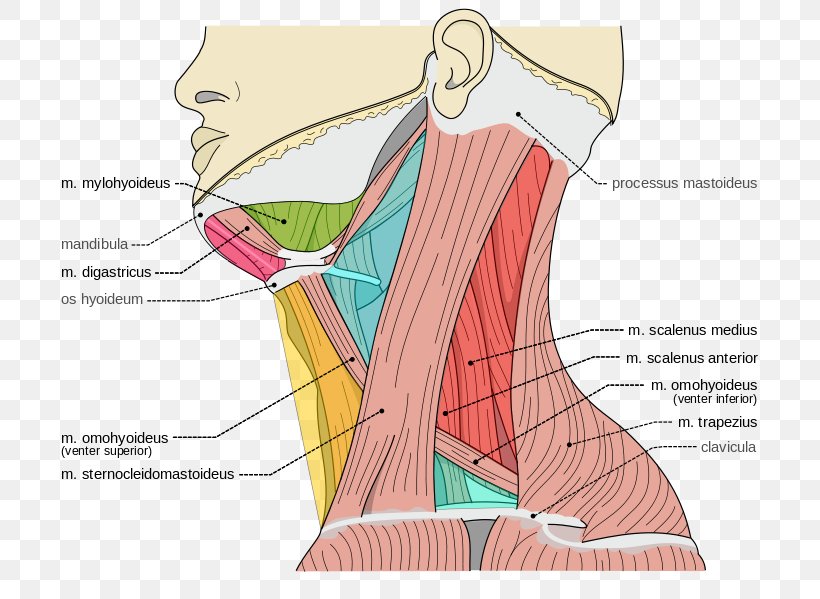 Scalene Muscles Posterior Triangle Of The Neck Torticollis, PNG, 707x599px, Watercolor, Cartoon, Flower, Frame, Heart Download Free