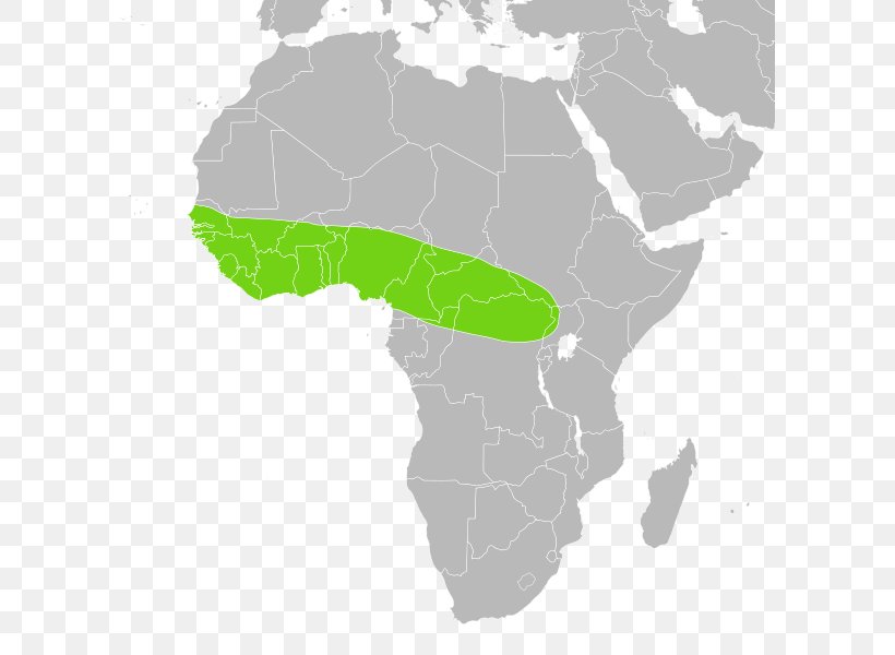 Ball Python Australopithecus Anamensis ASX:RVY Species Gnathostomata ...