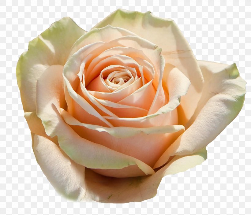 Garden Roses Cabbage Rose Floribunda Avalanche Petal, PNG, 1480x1270px, Garden Roses, Avalanche, Blume, Cabbage Rose, Close Up Download Free