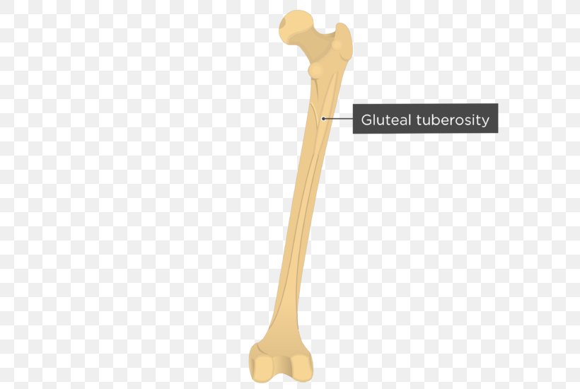 Gluteal Muscles Gluteal Tuberosity Medial Condyle Of Femur Epicondyle, PNG, 619x550px, Gluteal Muscles, Anatomy, Arm, Bone, Epicondyle Download Free