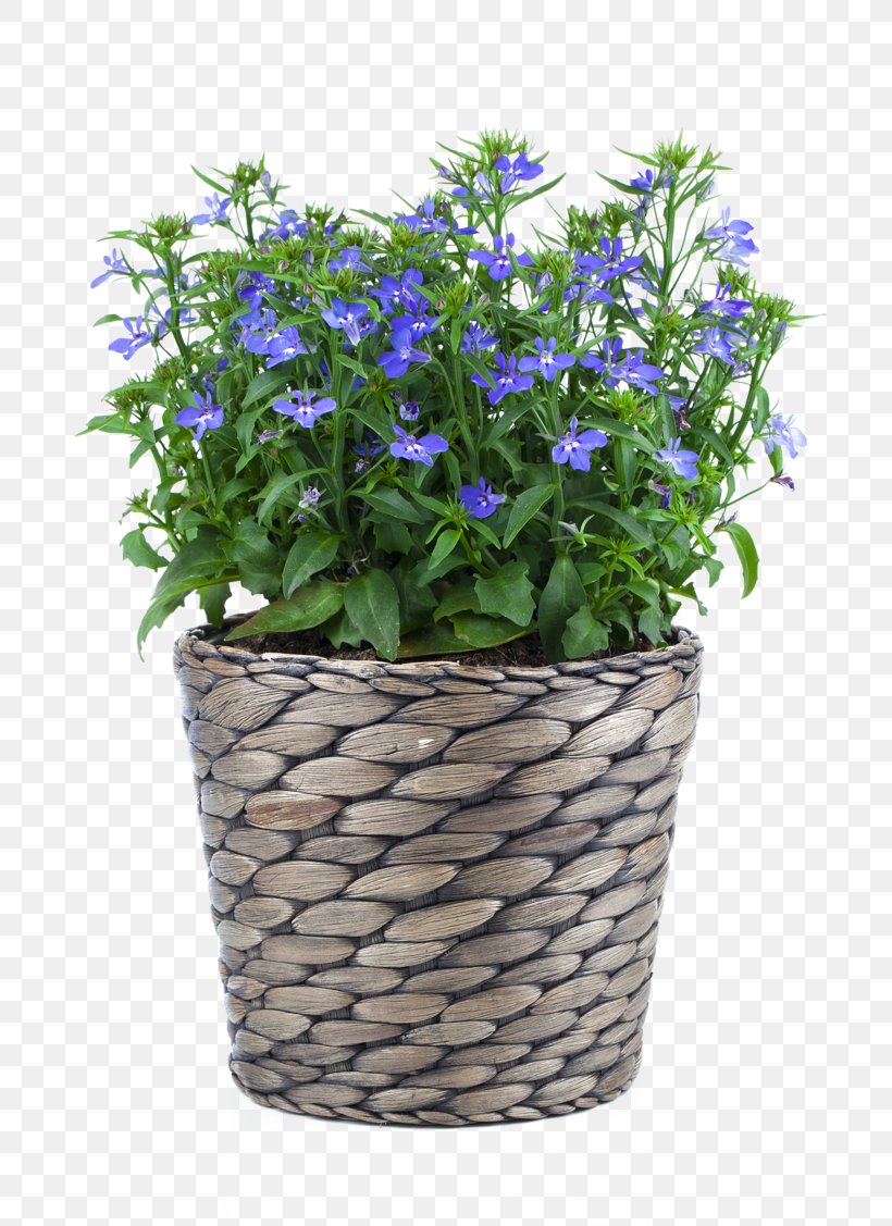 Lobelia Erinus Stock Photography Flowerpot Blue, PNG, 800x1127px, Lobelia Erinus, Bellflower Family, Blue, Color, Cut Flowers Download Free