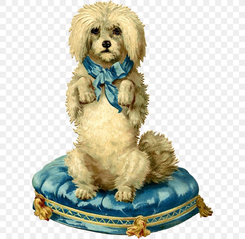 Maltese Dog Cockapoo Goldendoodle Shih Tzu Golden Retriever, PNG, 611x800px, Maltese Dog, Animal, Carnivoran, Cat, Cockapoo Download Free