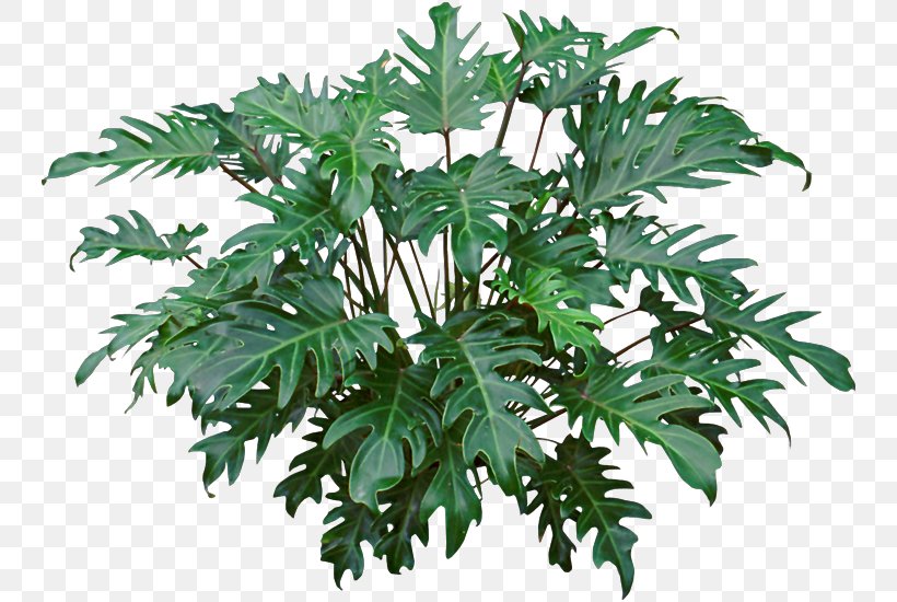 Philodendron Xanadu Philodendron Bipinnatifidum Houseplant Ornamental Plant Syngonium, PNG, 748x550px, Philodendron Xanadu, Arum, Benih, Branch, Crop Download Free
