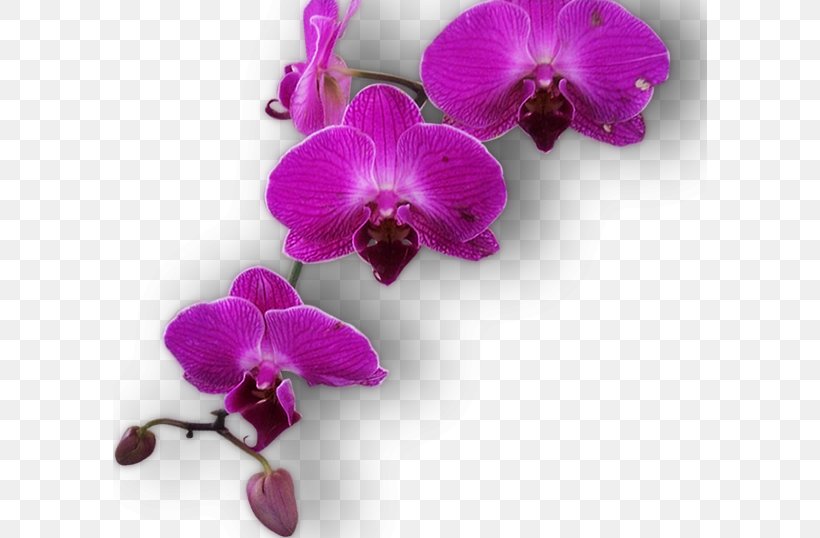 Paranga Restaurant Moth Orchids GIF Painting, PNG, 594x538px, Moth Orchids, Dendrobium, Floral Design, Flower, Flowering Plant Download Free