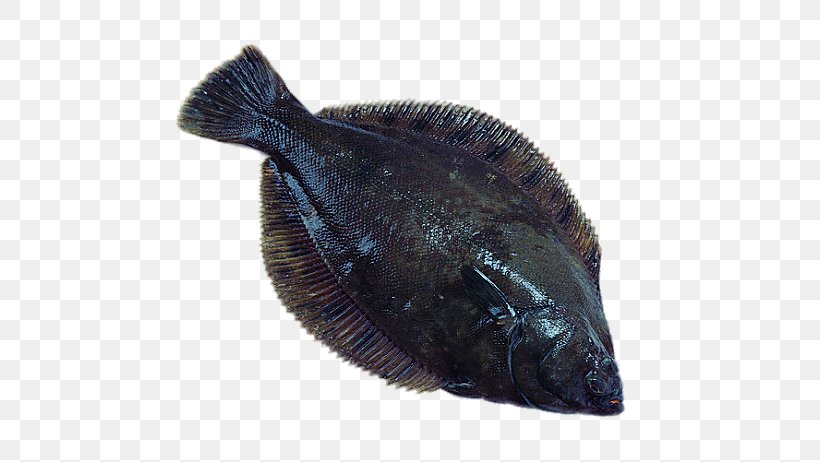 Seafood Flatfish European Plaice Pleuronectidae, PNG, 600x462px, Seafood, Bony Fish, European Pilchard, European Plaice, Fauna Download Free