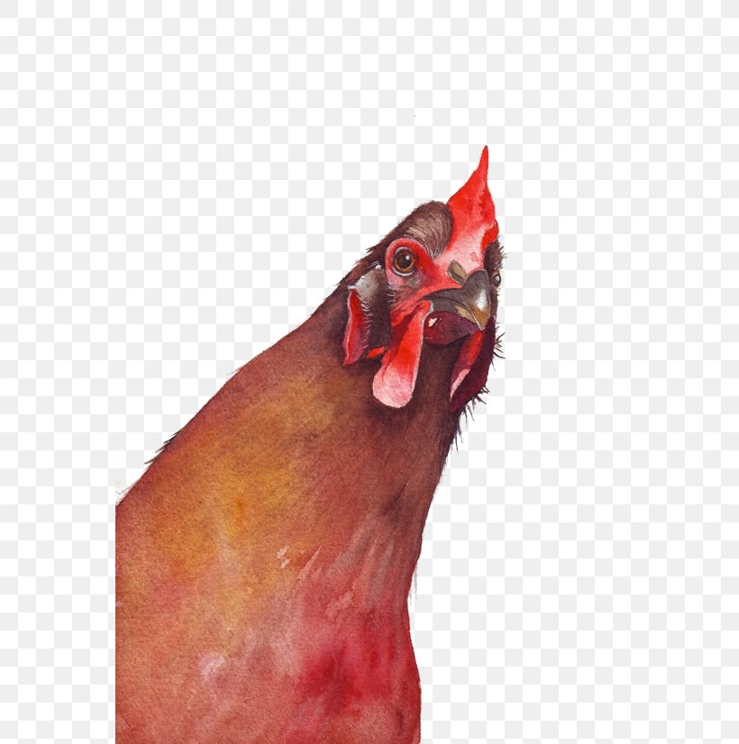 Chicken Watercolor Painting Rooster, PNG, 564x826px, Chicken, Art, Beak, Bird, Drawing Download Free