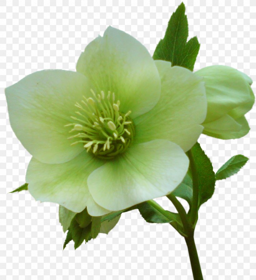 Helleborus Niger Flower Garden Roses Clip Art, PNG, 1071x1170px, Helleborus Niger, Christmas, Christmas Stamp, Flower, Flowering Plant Download Free