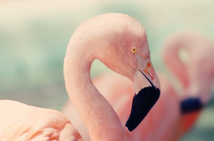Lake Nakuru Bird Flamingo Pink Photography, PNG, 2146x1418px, Lake Nakuru, Art, Beak, Bird, Close Up Download Free