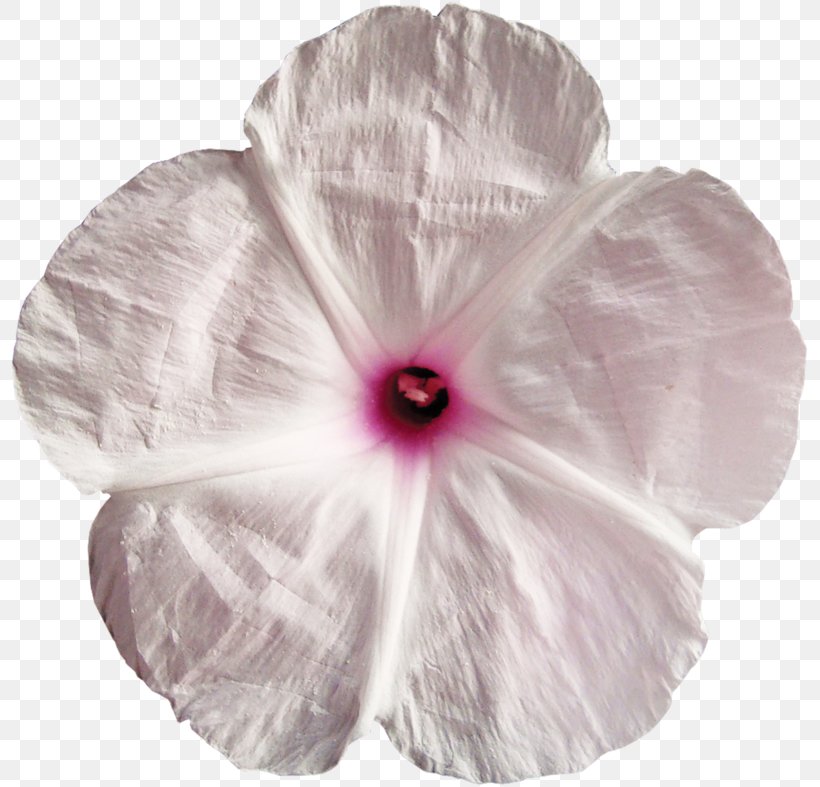 Mallows Family, PNG, 800x787px, Mallows, Family, Flower, Flowering Plant, Magenta Download Free