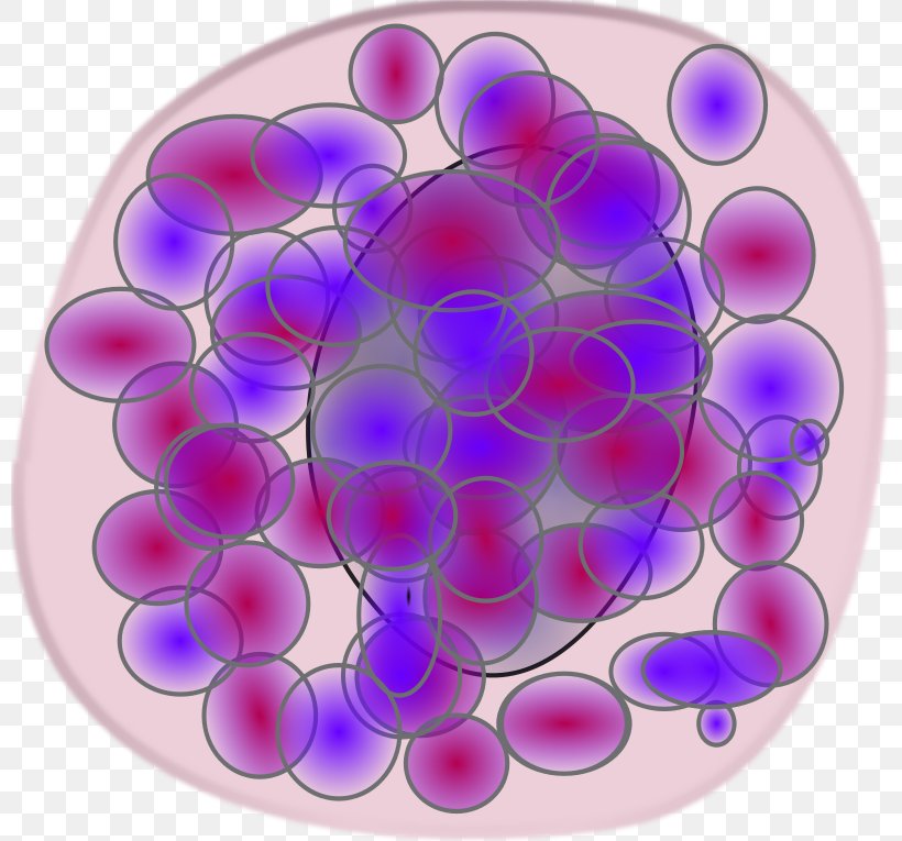 Monocyte Blood Cell Immune System, PNG, 800x765px, Monocyte, Basophil, Blood, Blood Cell, Bone Marrow Download Free