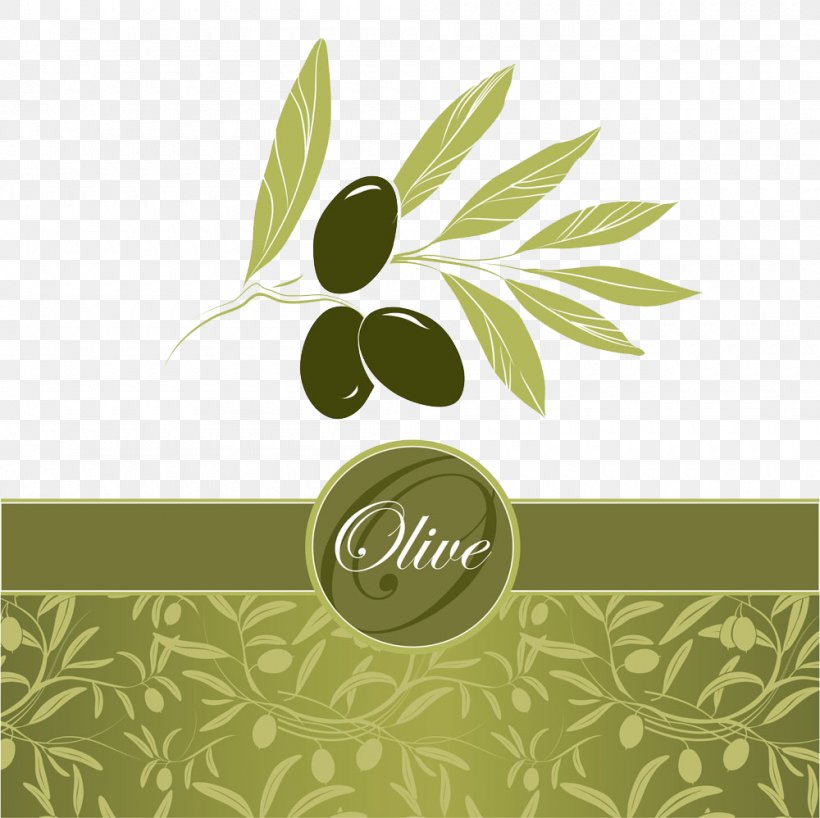 Olive Leaf Euclidean Vector Olive Oil, PNG, 1000x998px, Olive, Brand, Flora, Floral Design, Flowering Plant Download Free