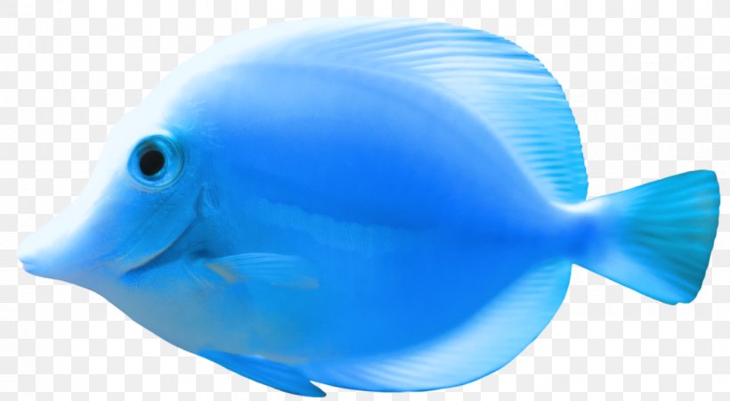 Clip Art, PNG, 1182x649px, Fish, Blue, Bluefish, Deep Sea Fish, Dolphin Download Free