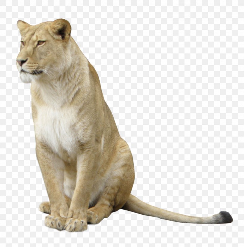 East African Lion U975eu6d32u72ee Icon, PNG, 1552x1576px, East African Lion, Animal, Big Cats, Carnivoran, Cat Like Mammal Download Free