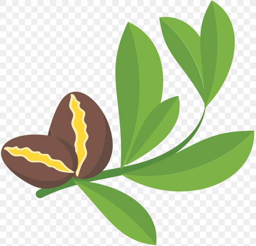 M. Butterfly Clip Art Plant Stem Leaf Flower, PNG, 1497x1436px, M Butterfly, Botany, Branch, Butterfly, Flower Download Free