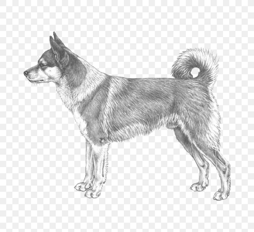 Dog Breed Norwegian Elkhound Norwegian Lundehund Siberian Husky Norwegian Buhund, PNG, 750x750px, Dog Breed, Alaskan Malamute, Ancient Dog Breeds, Black And White, Black Norwegian Elkhound Download Free