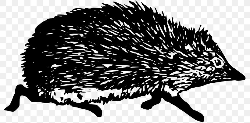 European Hedgehog Domesticated Hedgehog Clip Art, PNG, 800x403px, Hedgehog, Black And White, Domesticated Hedgehog, Echidna, Erinaceidae Download Free