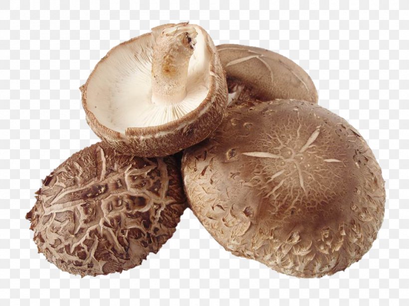 Shiitake Common Mushroom Edible Mushroom Lentinus, PNG, 960x720px, Shiitake, Agaricaceae, Agaricales, Agaricus, Basidiomycota Download Free