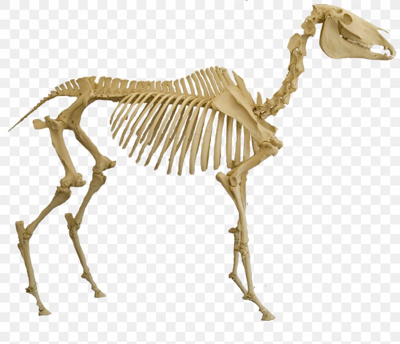 Skeletal System Of The Horse Skeleton Spinosaurus Bone, PNG, 1046x900px, Horse, Animal, Animal Figure, Bone, Brown Pelican Download Free
