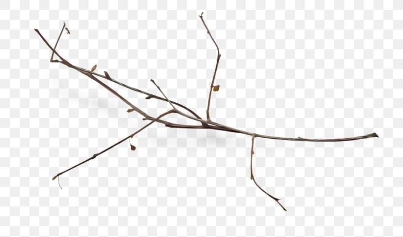 Branch Twig Leaf Walking Stick Insect Line, PNG, 800x482px, Branch, Leaf, Plant, Tree, Twig Download Free