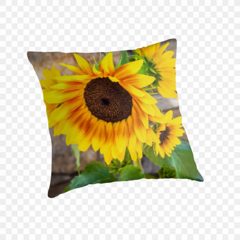 Cushion, PNG, 875x875px, Cushion, Daisy Family, Flower, Flowering Plant, Sunflower Download Free