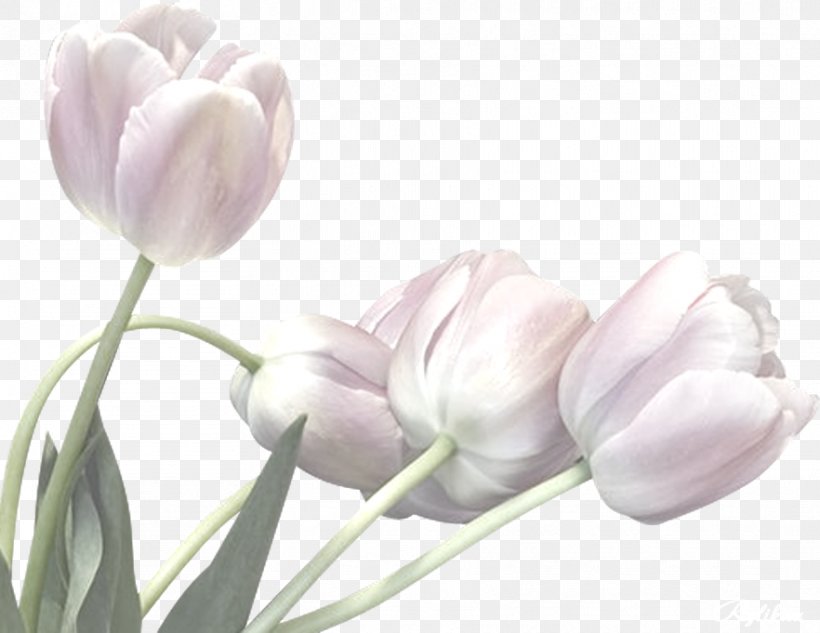 Flower Bouquet Tulip Clip Art, PNG, 882x681px, Flower, Blog, Bracelet, Bud, Cut Flowers Download Free