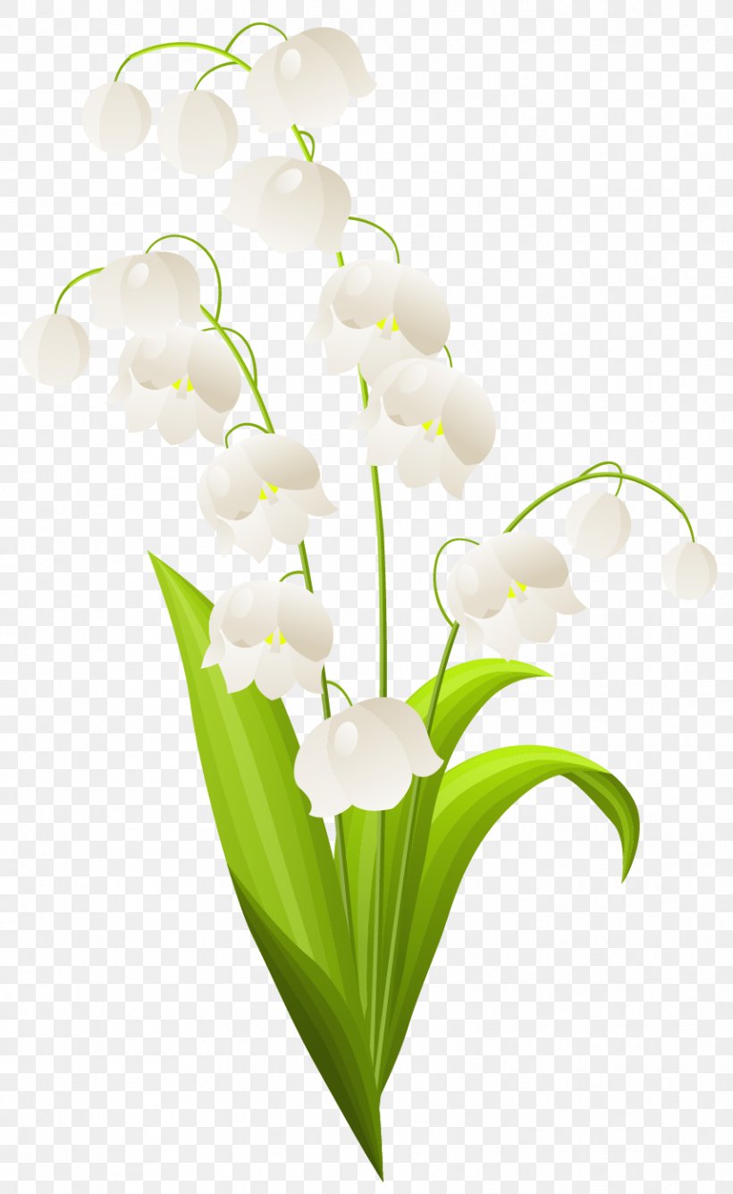 Lilium Candidum Lily Of The Valley Stock Photography Clip Art, PNG, 856x1394px, Lilium Candidum, Cut Flowers, Floral Design, Floristry, Flower Download Free