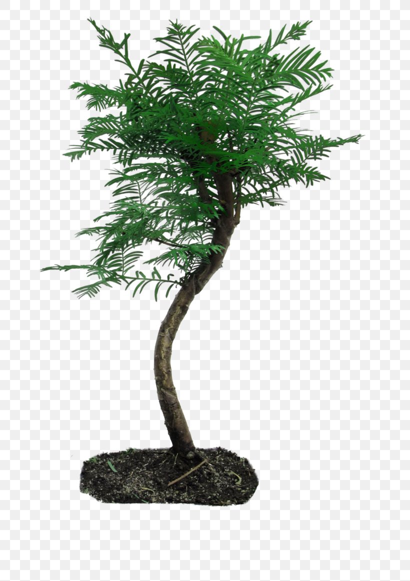 Tree Bonsai Plant, PNG, 688x1162px, Tree, Animation, Bonsai, Branch, Deviantart Download Free