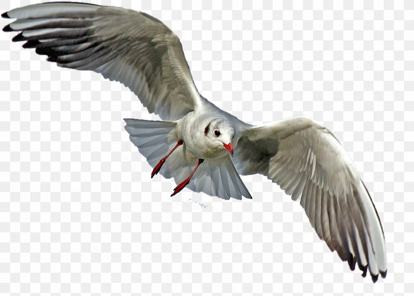 Gulls Bird Bald Eagle Pelican, PNG, 901x644px, Gulls, Animal, Bald Eagle, Beak, Bird Download Free