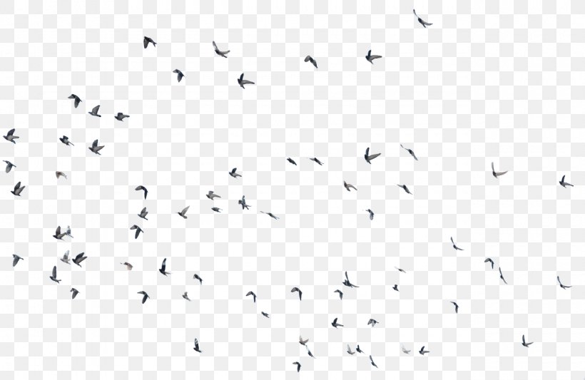 Bird Migration YouTube Animal Migration, PNG, 1280x832px, Bird, Animal Migration, Area, Beak, Bird Migration Download Free