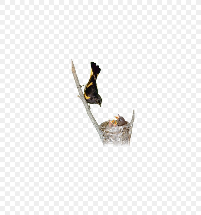 Bird Sparrow Duck, PNG, 778x876px, Bird, Animal, Beak, Bird Feeding, Cygnini Download Free