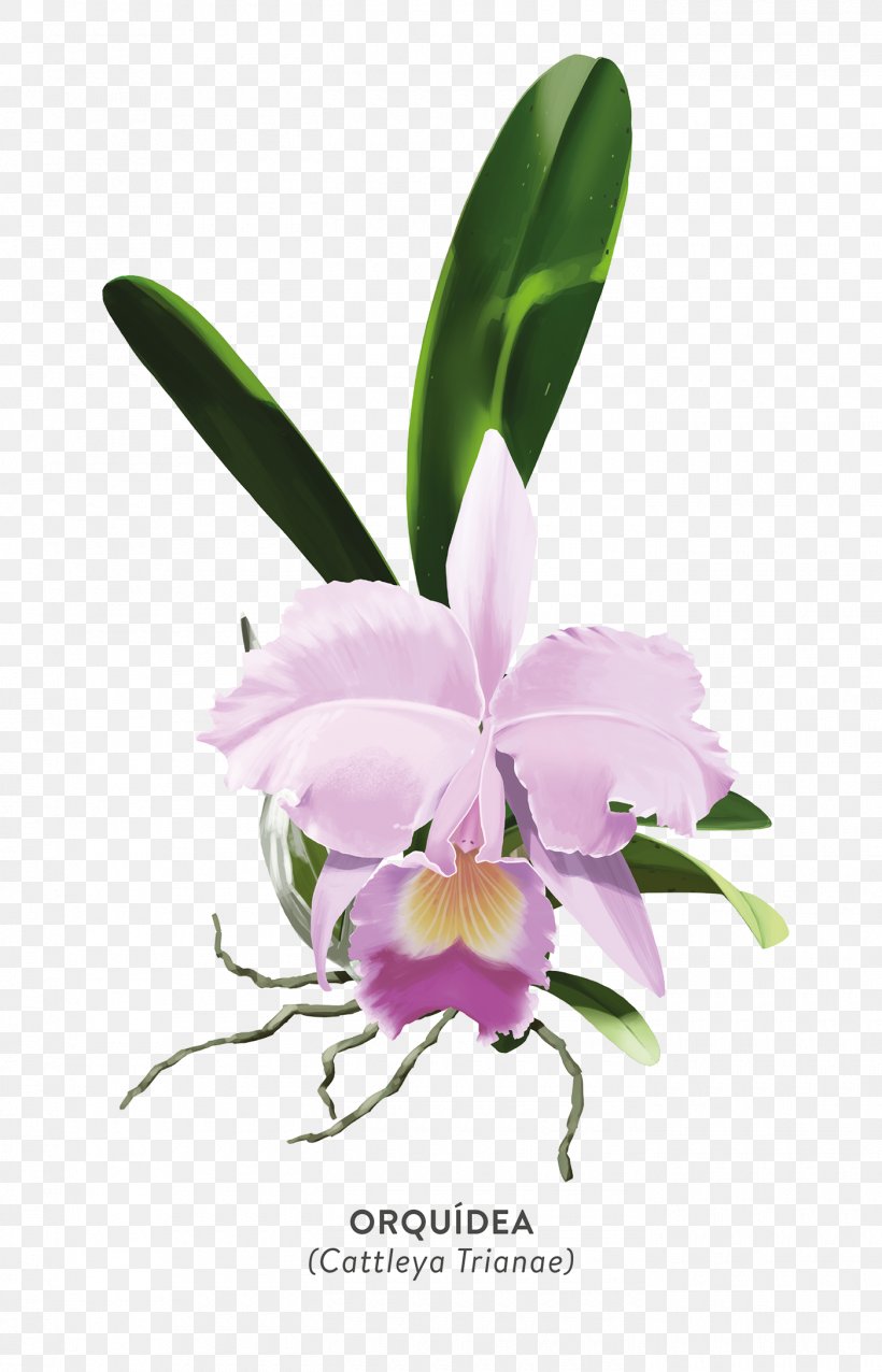 Christmas Orchid Crimson Cattleya Moth Orchids Plants, PNG, 1400x2179px, Christmas Orchid, Art, Botany, Cattleya, Cattleya Labiata Download Free