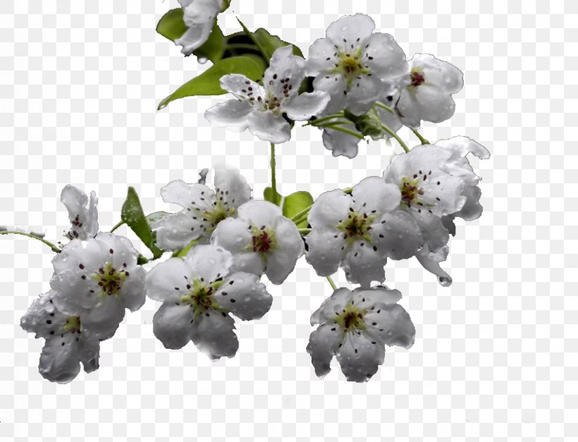 Download Tree, PNG, 850x650px, Tree, Blossom, Branch, Cherry Blossom, Flower Download Free