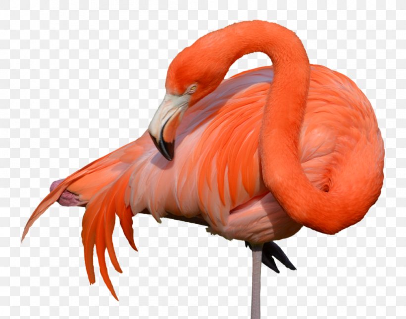 Flamingo Bird, PNG, 1007x794px, Flamingo, Beak, Bird, Deviantart, Flamingos Download Free