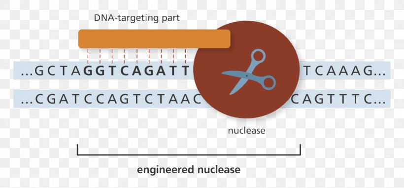Genome Editing Genetics Nuclease DNA, PNG, 1200x559px, Genome Editing, Biology, Brand, Communication, Diagram Download Free