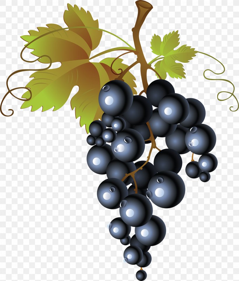 Juice Wine Grape, PNG, 2980x3504px, Common Grape Vine, Berry, Bilberry, Flowering Plant, Food Download Free