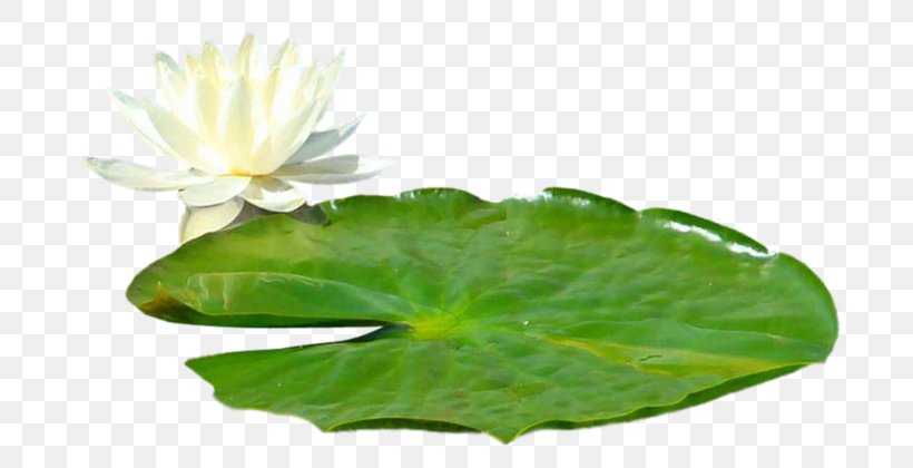 Image Sacred Lotus Leaf Clip Art, PNG, 700x420px, Sacred Lotus, Aquatic Plant, Aquatic Plants, Flower, Garden Download Free