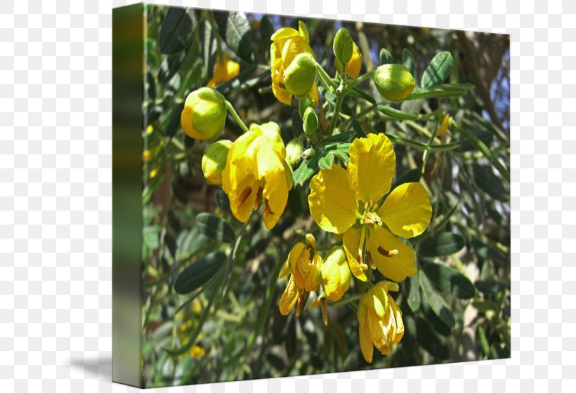 St. John's Wort Senna M Tree Shrub Wildflower, PNG, 650x560px, Tree, Flora, Flower, Flowering Plant, Hypericum Download Free