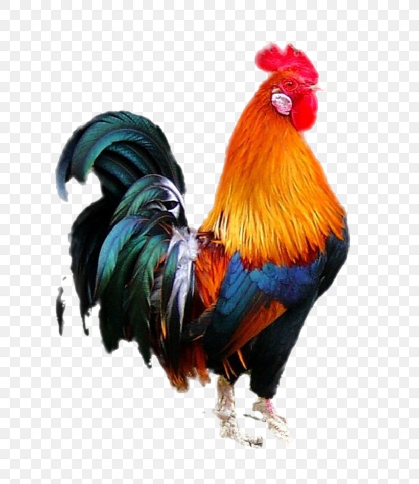 Chicken Bird Rooster, PNG, 800x949px, Chicken, Art, Beak, Bird, Cockfight Download Free