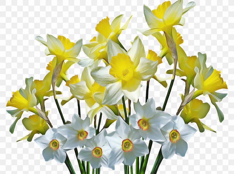 Flowers Background, PNG, 1280x954px, Wild Daffodil, Amaryllidaceae, Amaryllis, Amaryllis Family, Bouquet Download Free