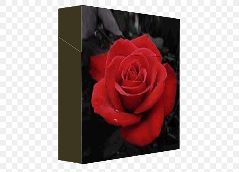 Garden Roses Sticker Cigarette Flower, PNG, 591x591px, Rose, Australian Rules Football, Cigarette, Cigarette Pack, Cut Flowers Download Free