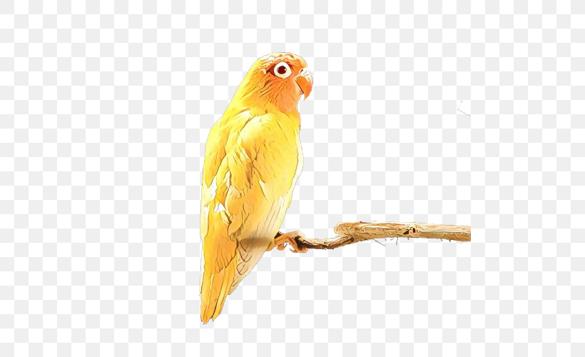 Lovebird, PNG, 500x500px, Bird, Atlantic Canary, Beak, Budgie, Canary Download Free