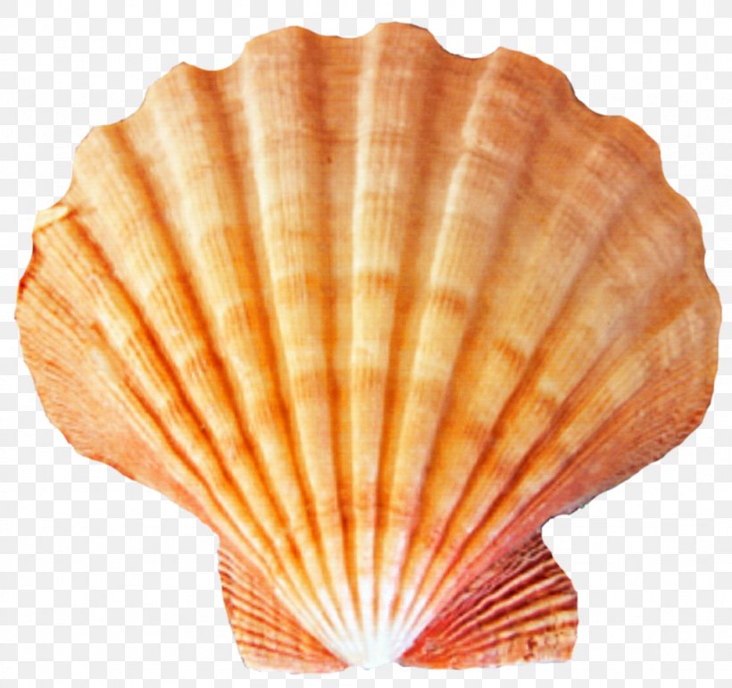 Seashell Desktop Wallpaper Clip Art, PNG, 1024x962px, Seashell, Animal Product, Clam, Clams Oysters Mussels And Scallops, Cockle Download Free