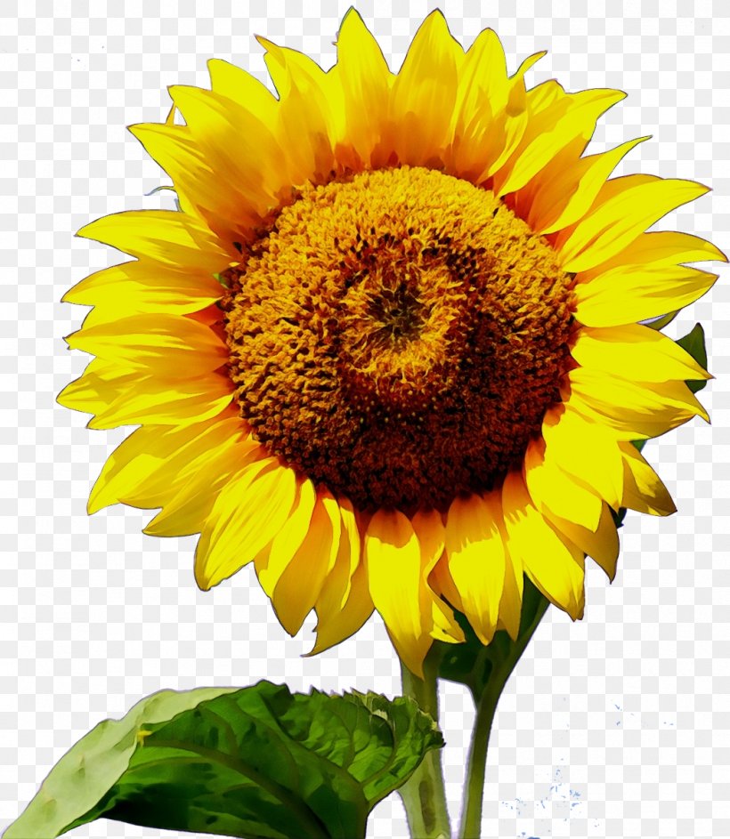 Sunflower, PNG, 1043x1200px, Watercolor, Asterales, Flower, Flowering Plant, Paint Download Free