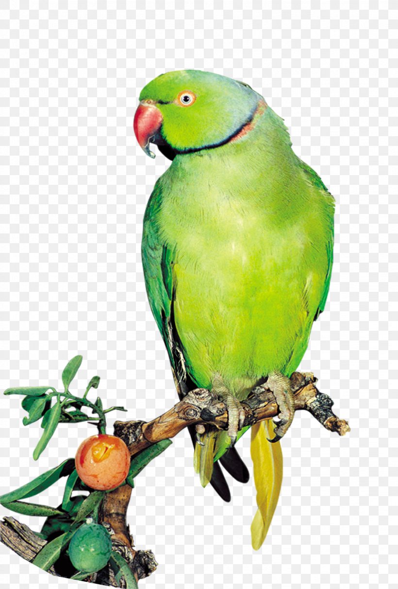 Amazon Parrot Bird True Parrot Computer File, PNG, 822x1214px, Amazon Parrot, Beak, Bird, Color, Common Pet Parakeet Download Free