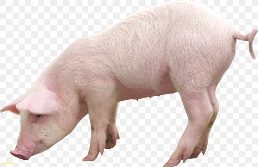 Domestic Pig Clip Art, PNG, 1600x1039px, Pig, Clipping Path, Display Resolution, Domestic Pig, Fauna Download Free