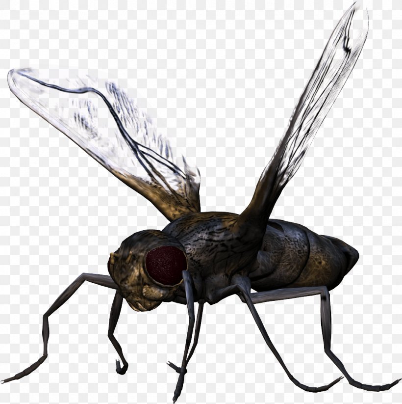 Insect, PNG, 1088x1093px, Insect, Arthropod, Computer Software, Fly, Graphics Software Download Free