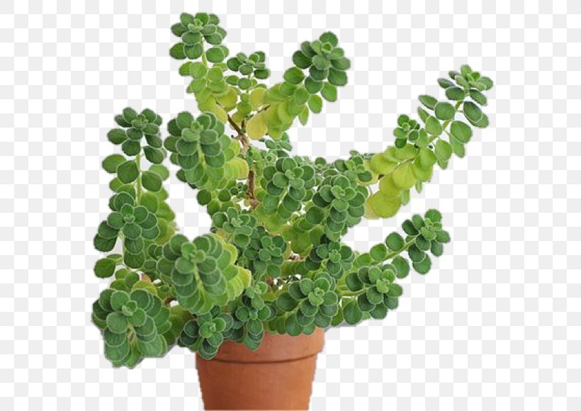 Mexican Mint Oregano Flower Herb Houseplant, PNG, 629x580px, Mexican Mint, Bonsai, Coleus, Flower, Flowerpot Download Free