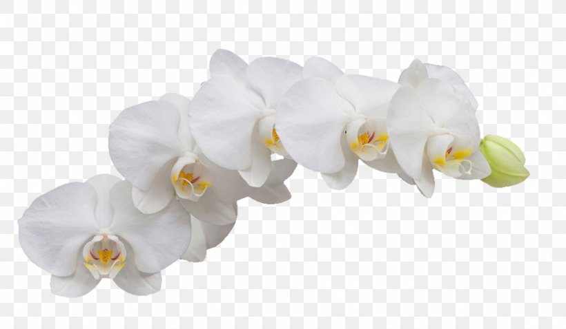 Moth Orchids Flower, PNG, 1024x598px, Epidendrum, Color, Cut Flowers, Floral Design, Flower Download Free